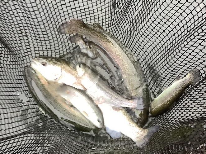 12月14日（日）放流情報