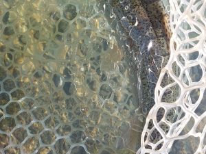 11月30日（日）武蔵野市　武蔵野金魚さん