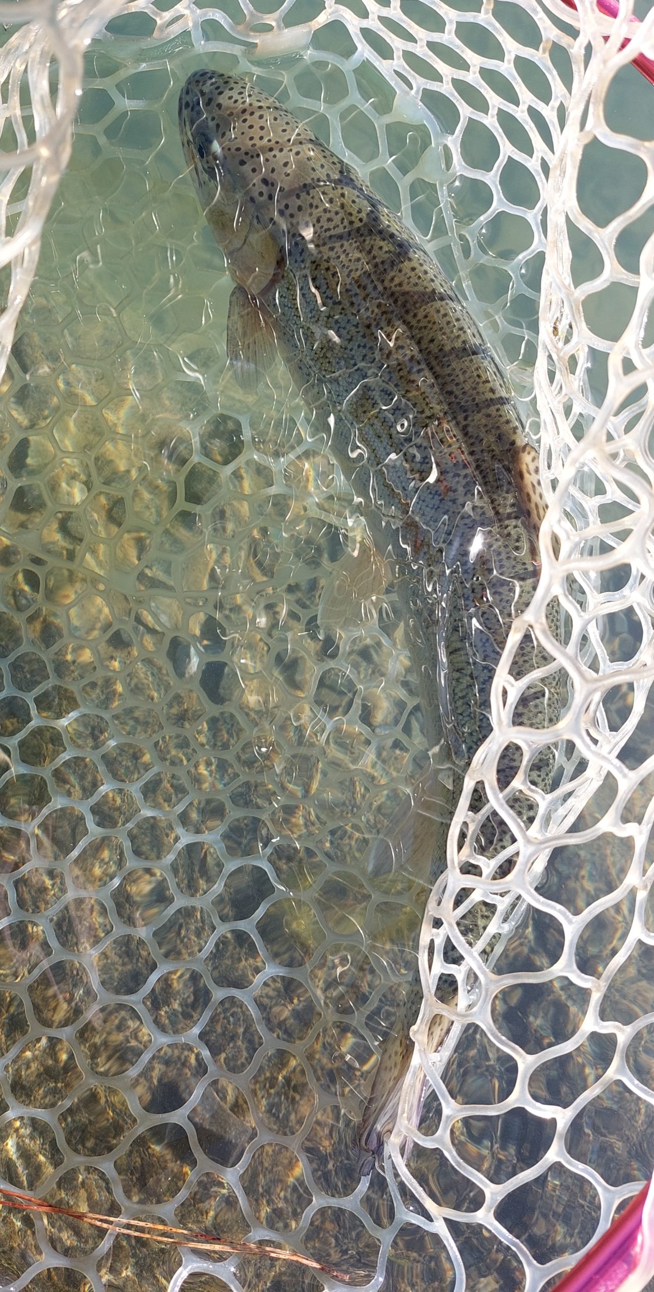 11月30日（日）武蔵野市　武蔵野金魚さん