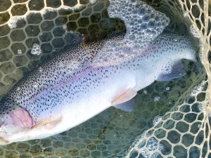 11月30日（日）入間市　団子鱒さん