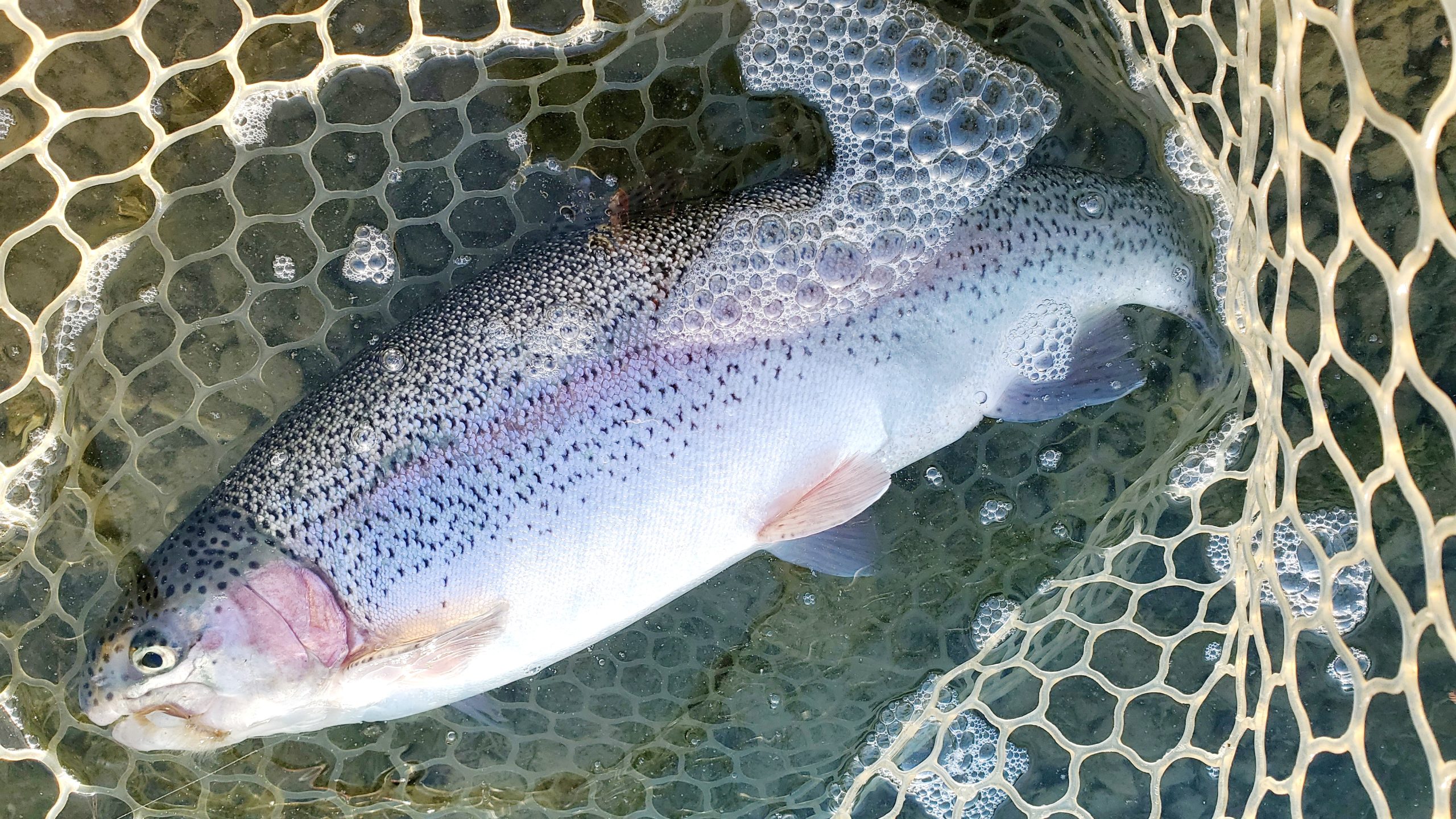 11月30日（日）入間市　団子鱒さん