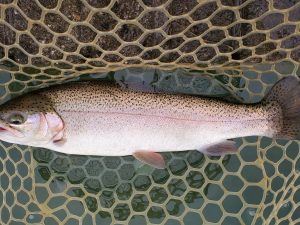 12月3日(水)　入間市　団子鱒さん