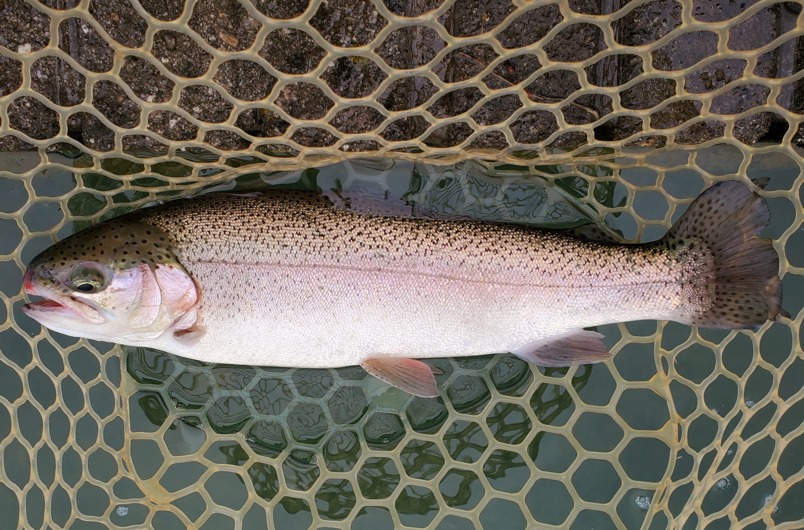 12月3日(水)　入間市　団子鱒さん