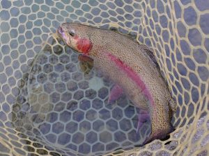 12月3日(水)　坂戸市　イチローさん