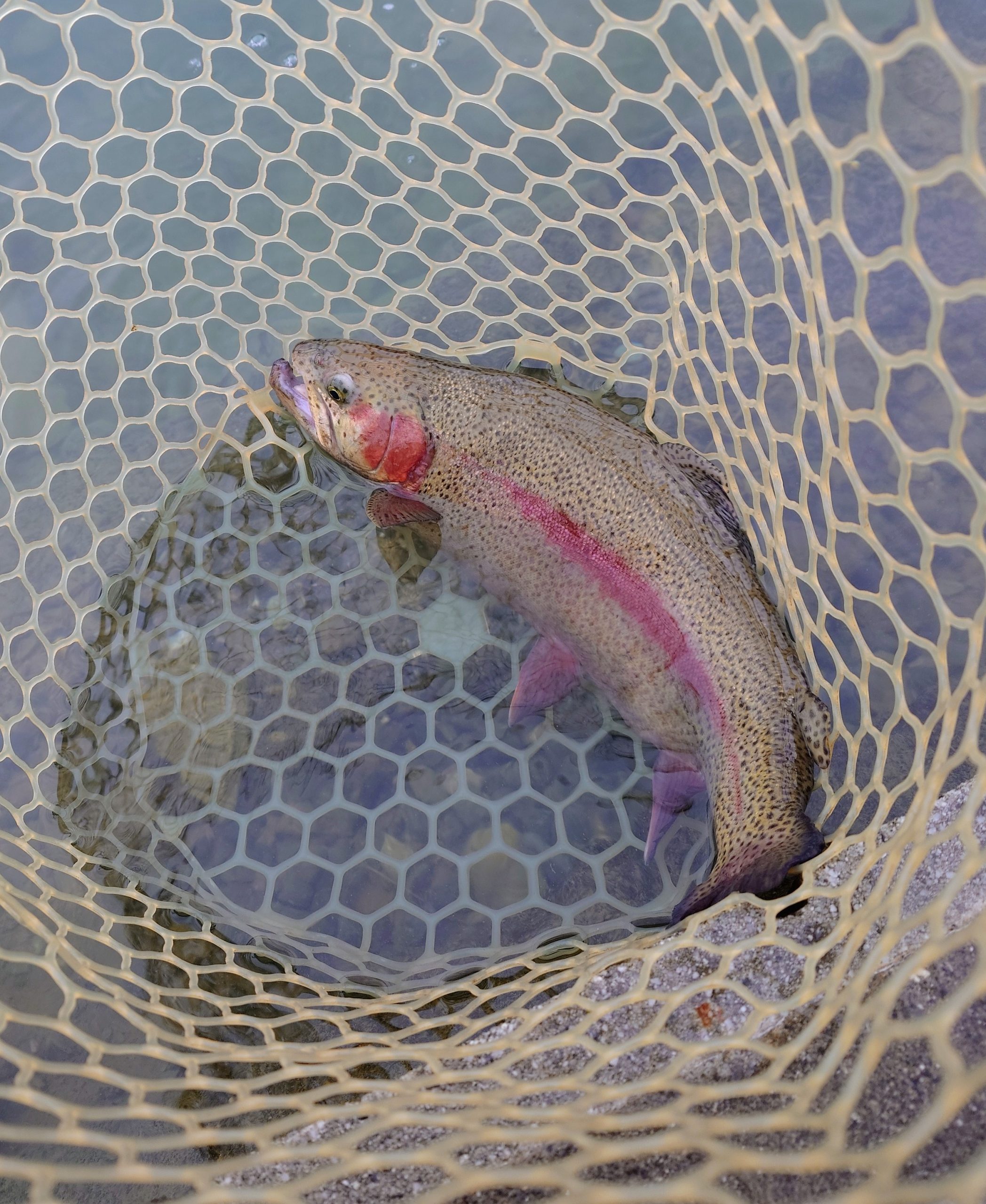 12月3日(水)　坂戸市　イチローさん