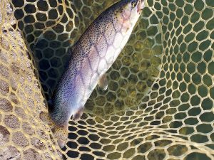 12月7日（日）八王子市　平山さん