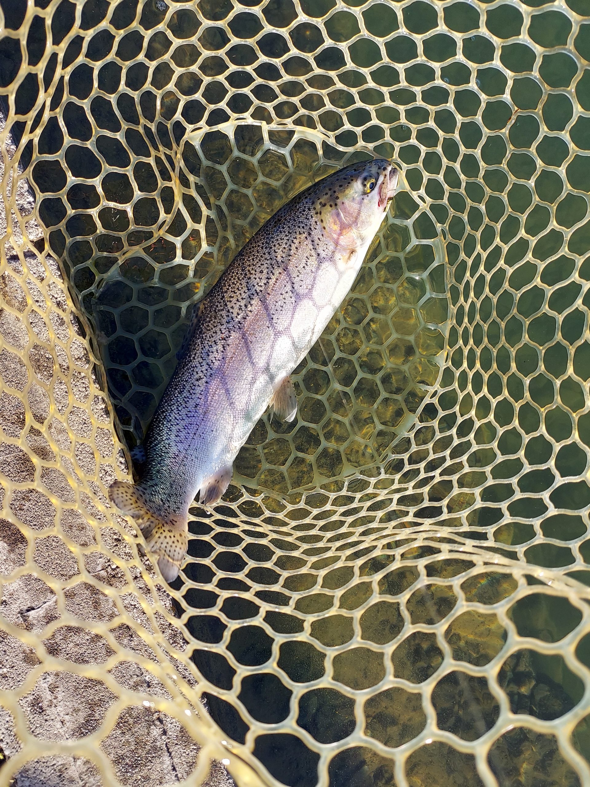 12月7日（日）八王子市　平山さん