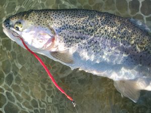 12月8日（月）入間市　団子鱒さん