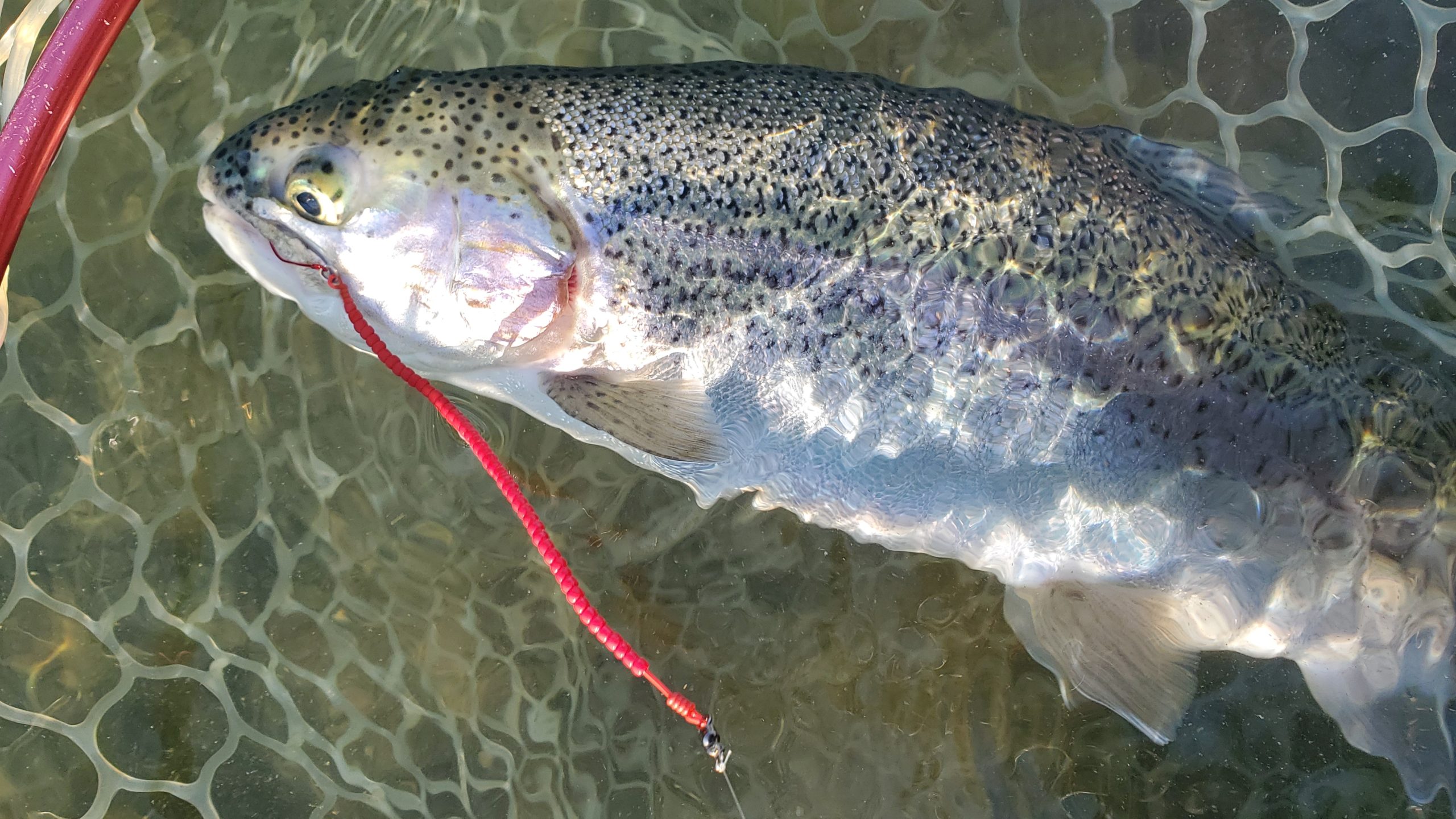 12月8日(月)入間市 団子鱒さん