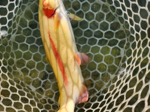 12月9日（火）あきる野市　あさん