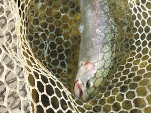 12月12日(金)　平山さん