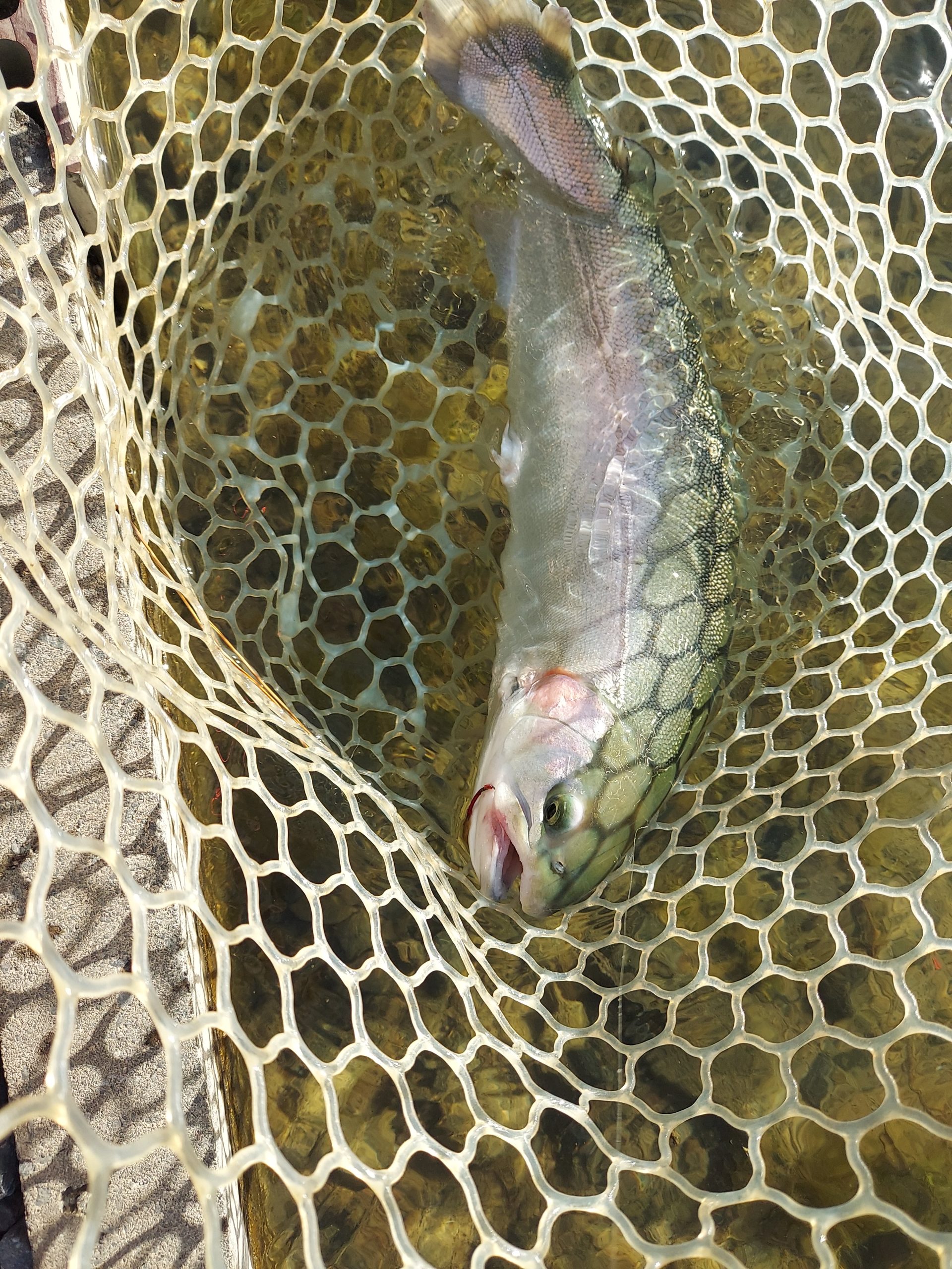 12月12日(金)　平山さん