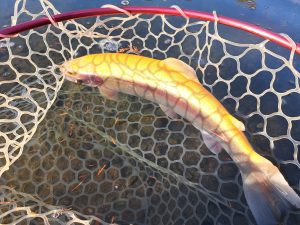 12月13日（土) 稲城市　さかいさん