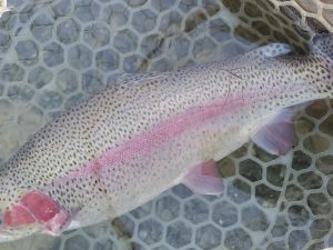 12月16日（火）入間市　団子鱒さん