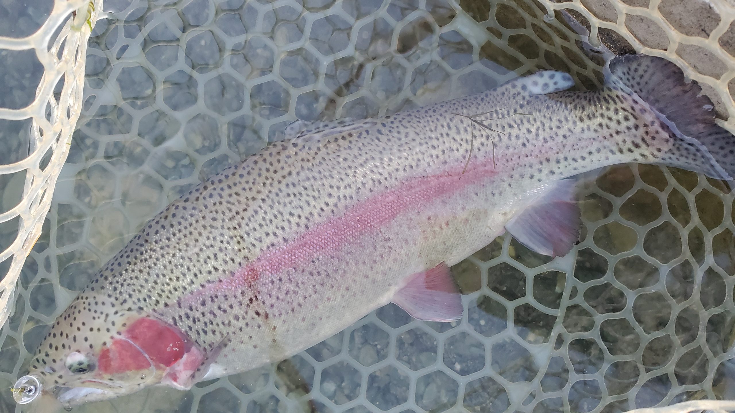 12月16日（火）入間市　団子鱒さん