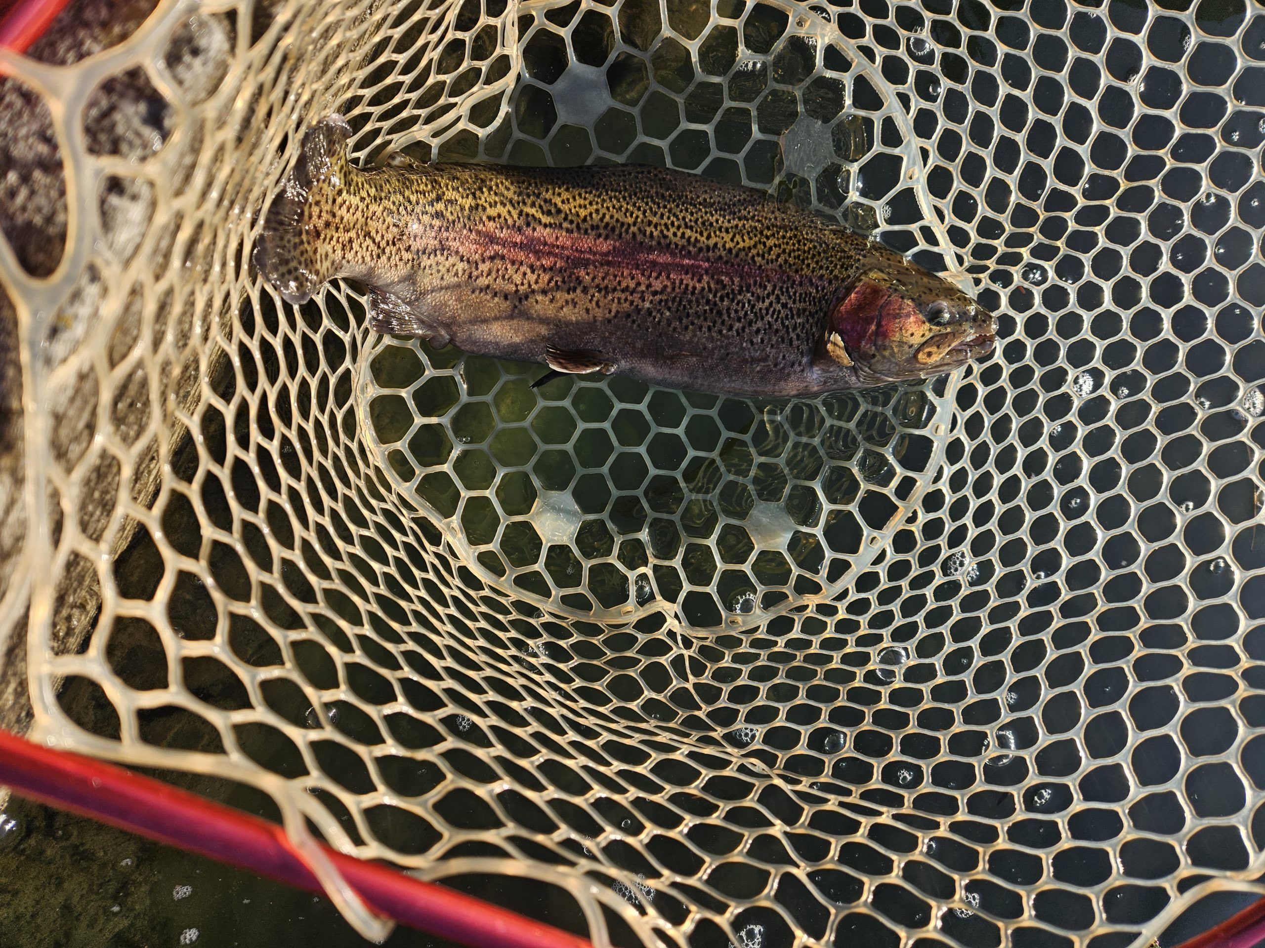 12月16日（火）杉並区　さいとうさん