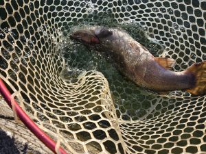 12月26日(金)　杉並区　さいとうさん