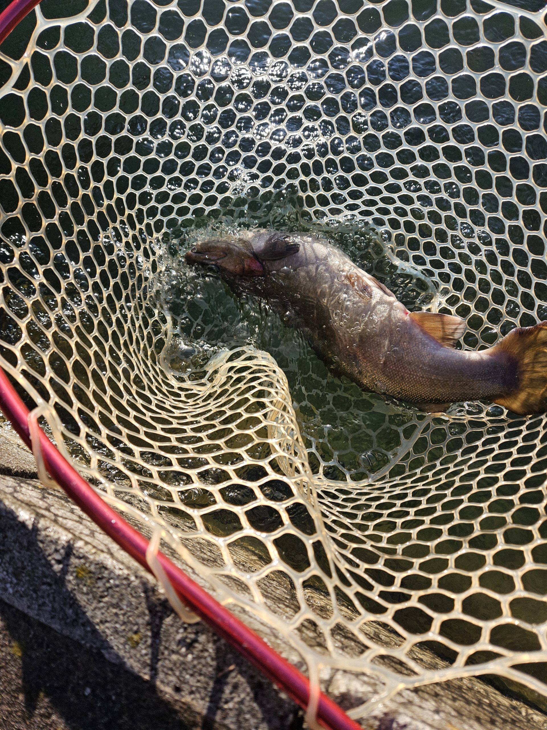 12月26日(金)　杉並区　さいとうさん