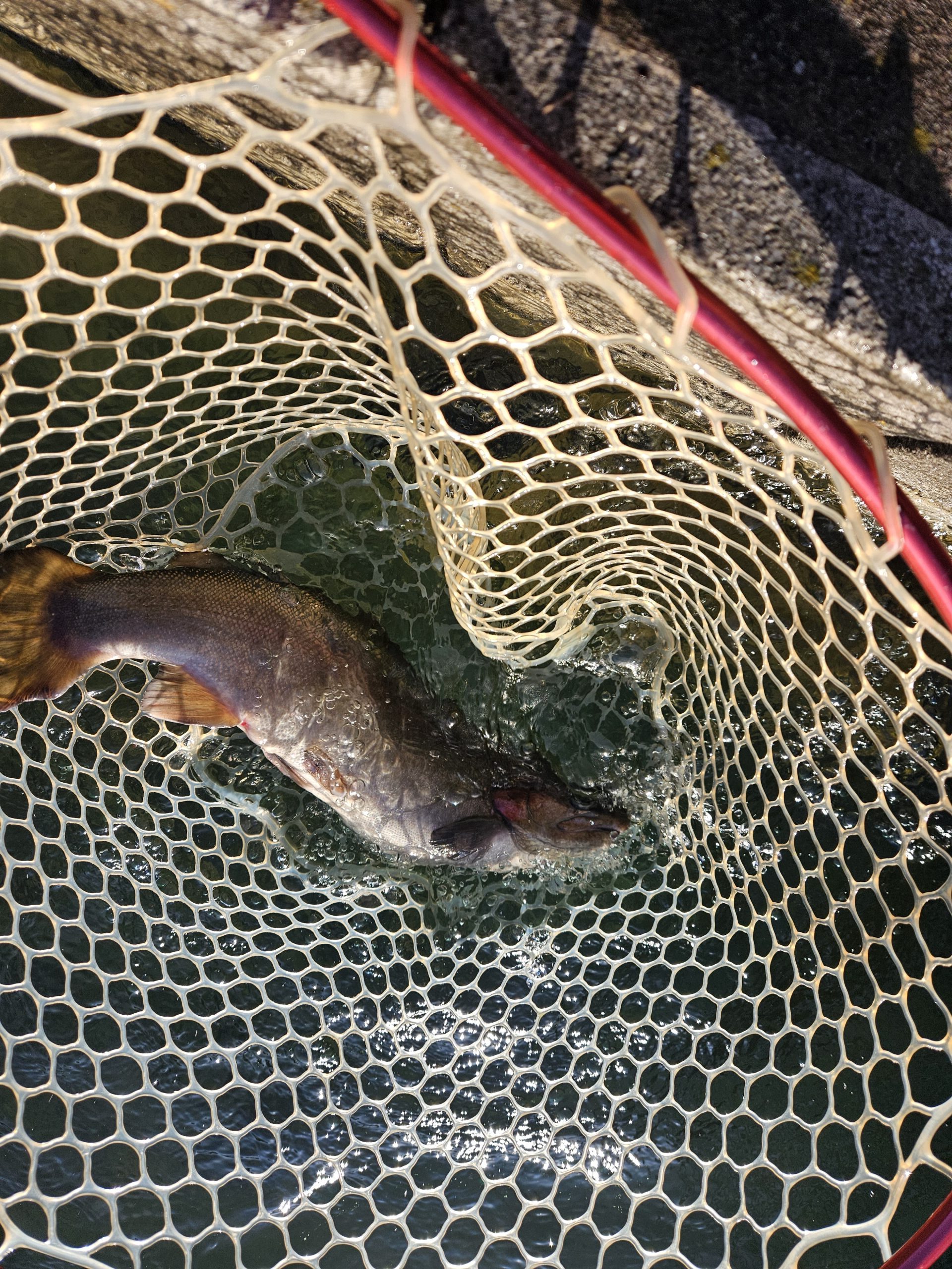 12月21日（日）　杉並区　斎藤さん