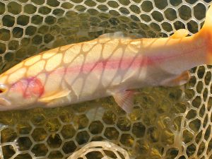 12月19日（金）入間市　鮎釣り終わりさん