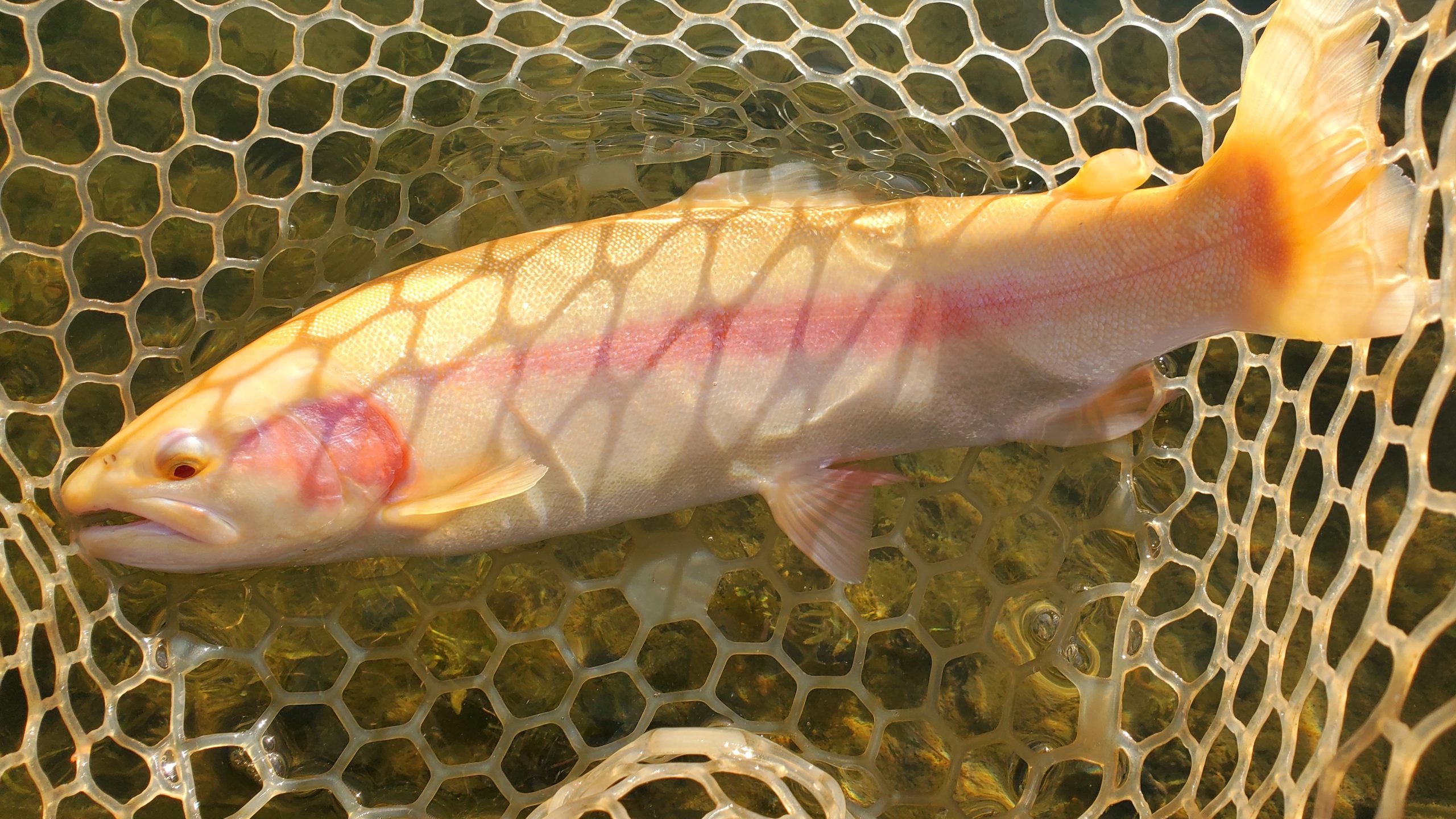 12月19日（金）入間市　鮎釣り終わりさん