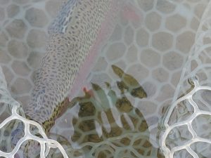 12月20日（土）武蔵野市　武蔵君　さん