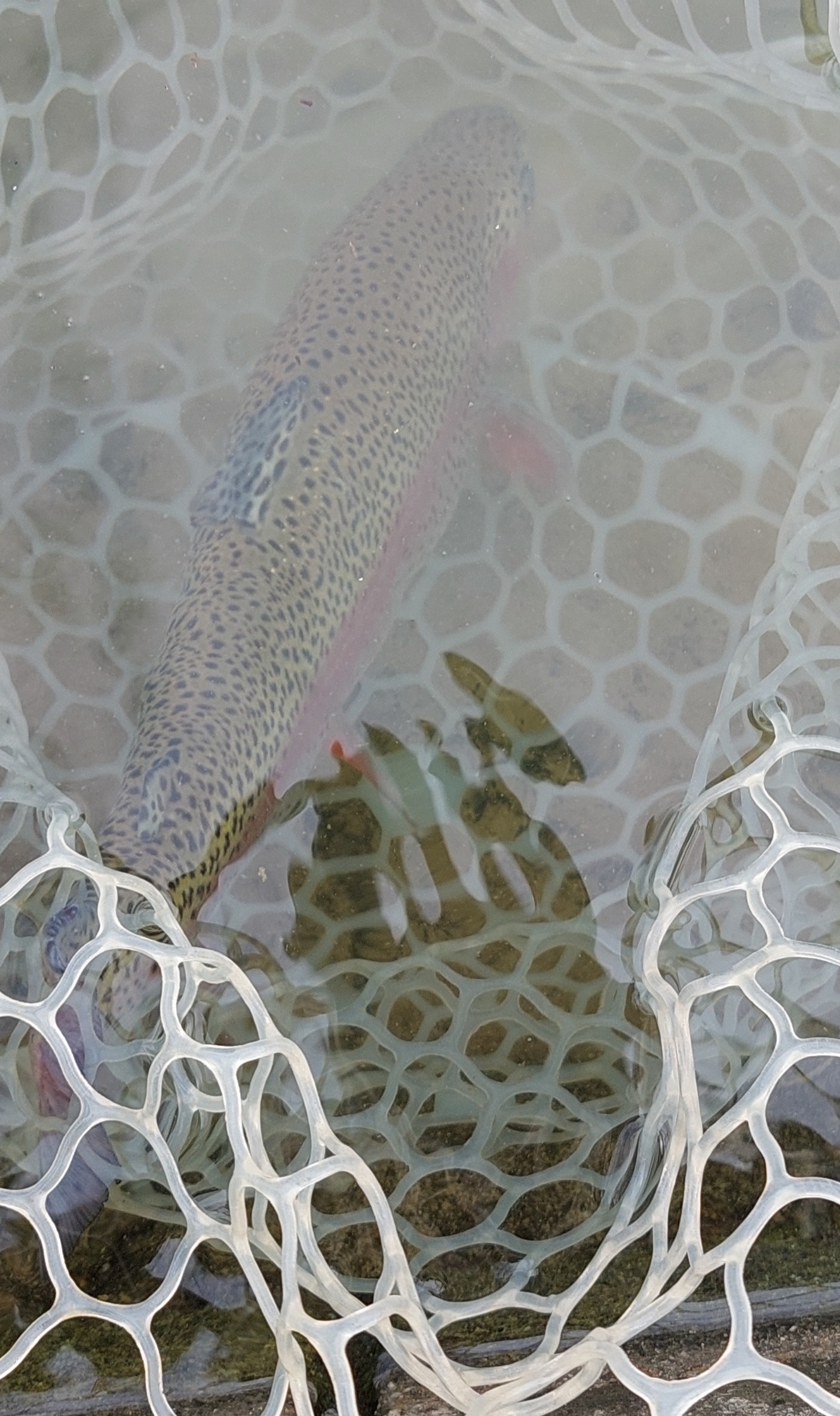 12月20日（土）武蔵野市　武蔵君　さん