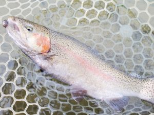 12月24日(水)　入間市　団子鱒さん