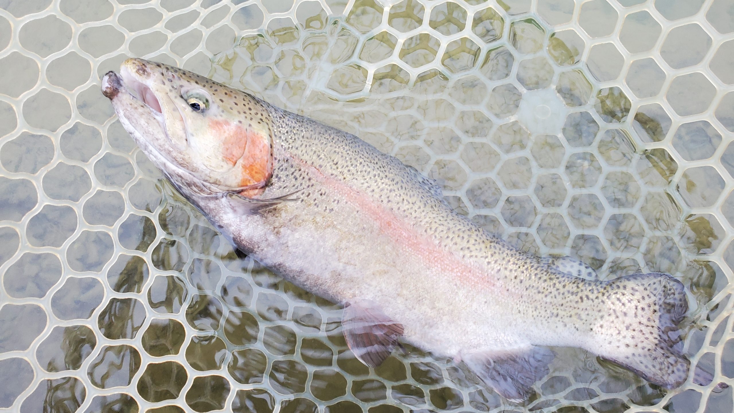 12月24日(水) 入間市 団子鱒さん
