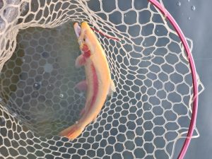 12月29日(月)　稲城市　さかいさん