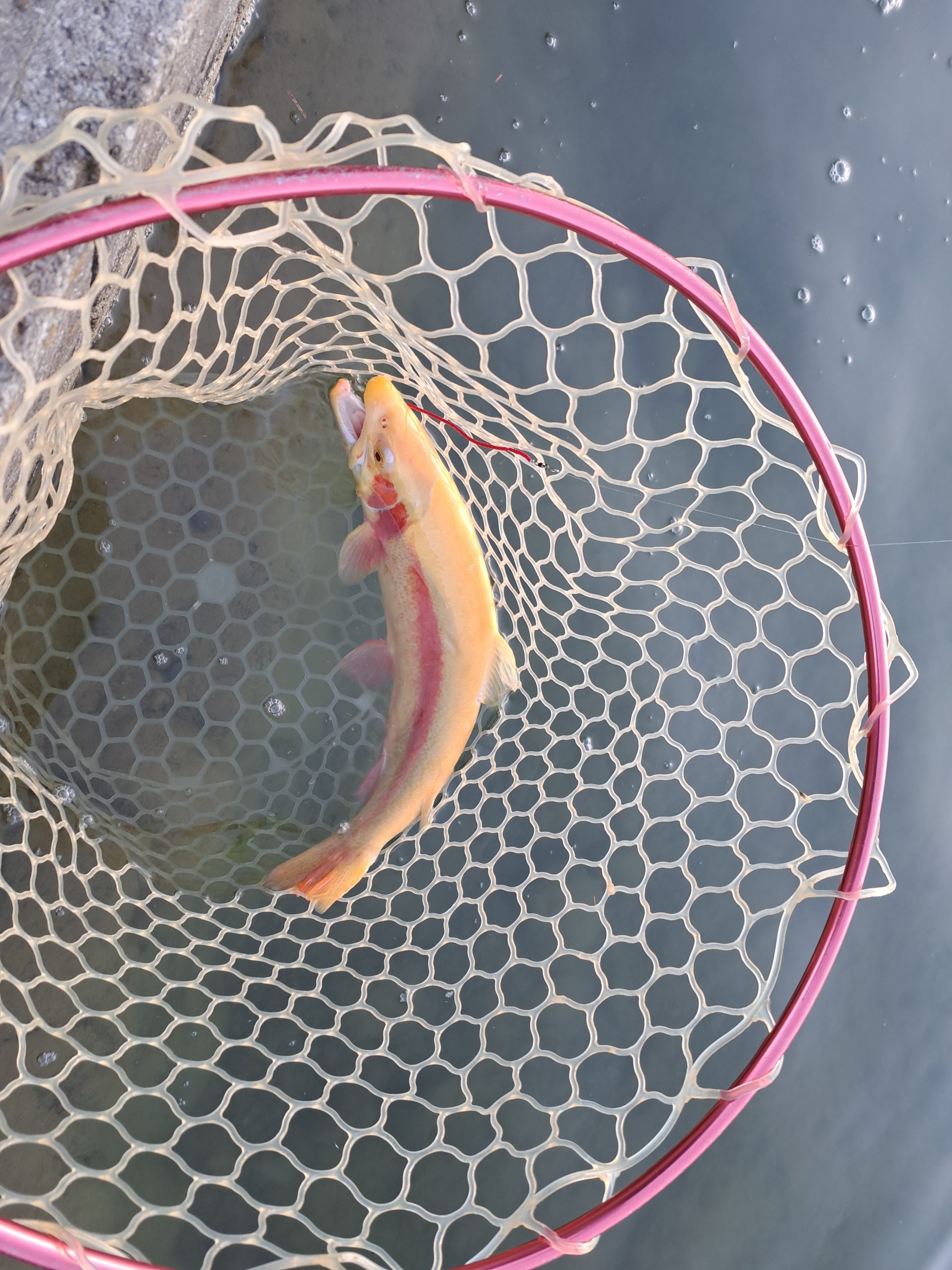 12月29日(月)　稲城市　さかいさん