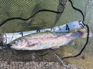 12月8日（月）武蔵村山市　佐藤さん