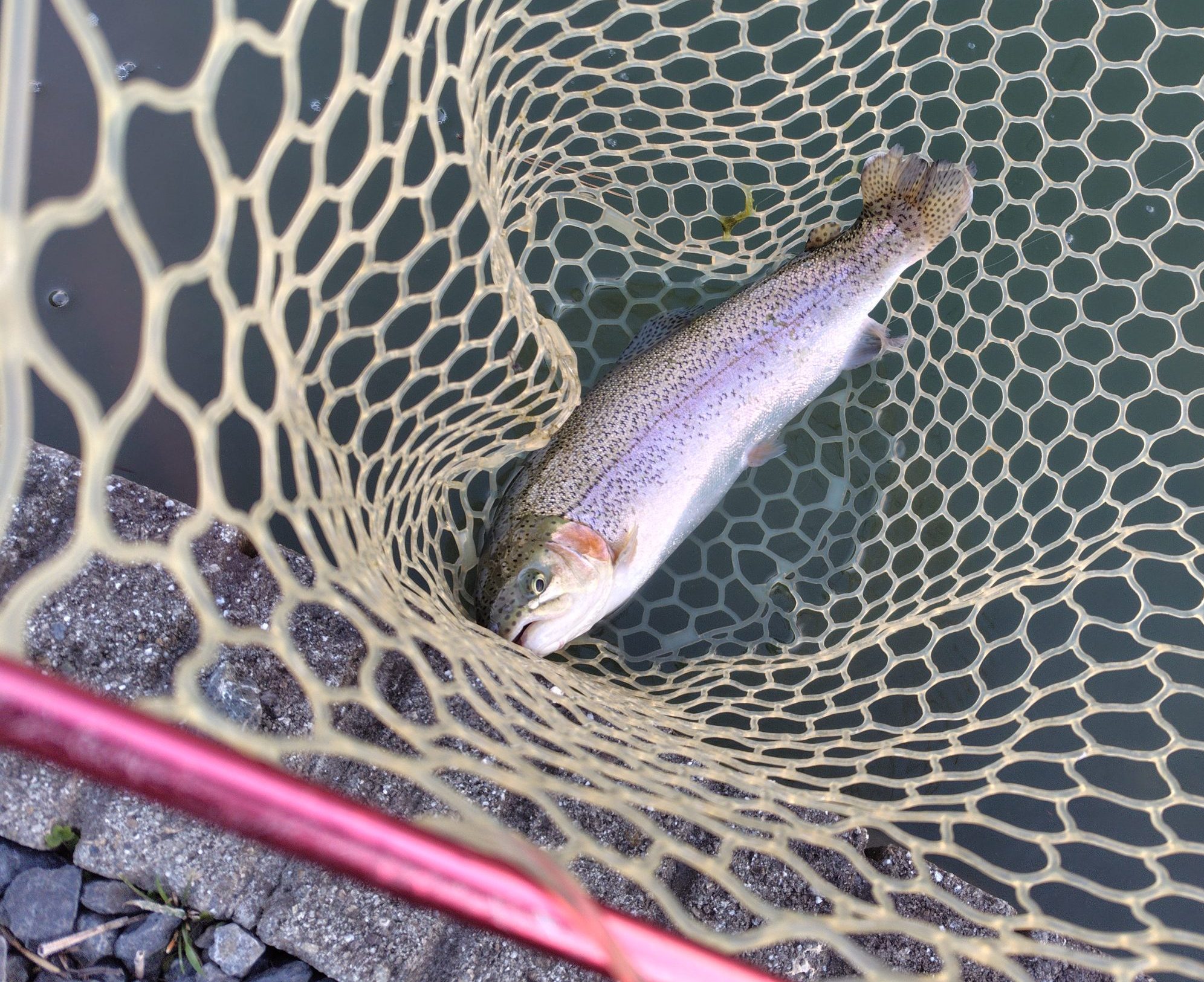 12月28日（日）福生市　ほのぼのさん