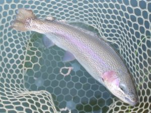 12月22日（月）三鷹市　kazu53さん