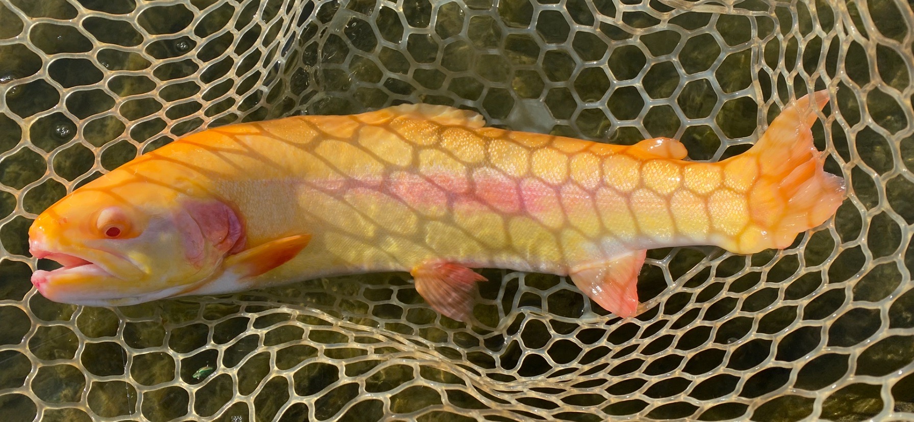 12月17日（水）坂戸市　タロヤン　さん