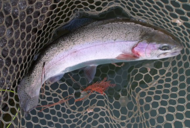 12月12日(金) 三鷹市 Kazu53さん