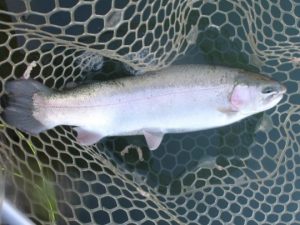 12月10日（水）三鷹市　kazu53さん