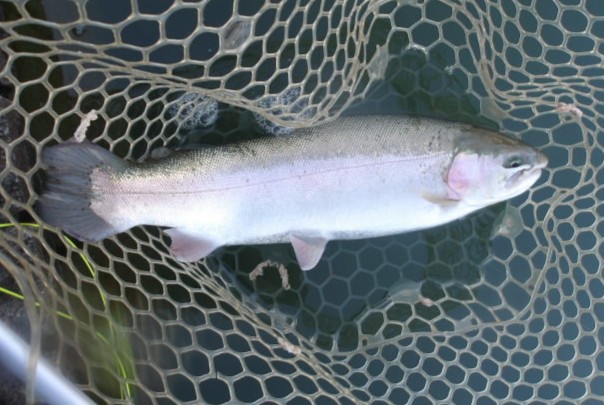 12月10日(水)三鷹市 kazu53さん