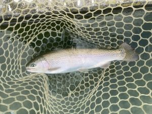 12月2日（火）坂戸市　タロヤンさん