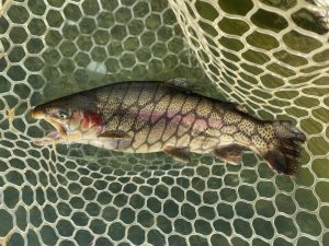 12月8日（月）坂戸市　タロヤン　さん