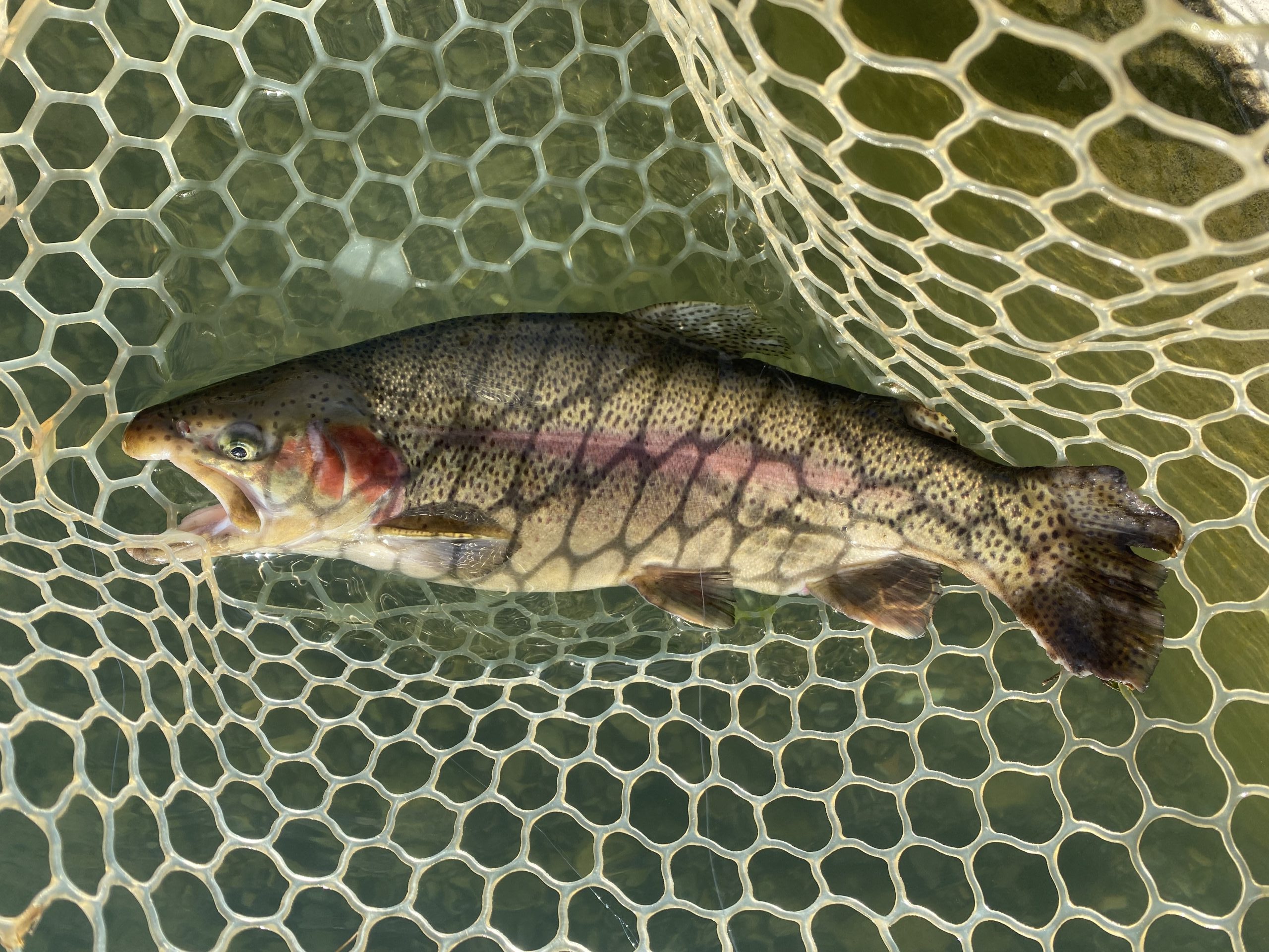 12月8日（月）坂戸市　タロヤン　さん