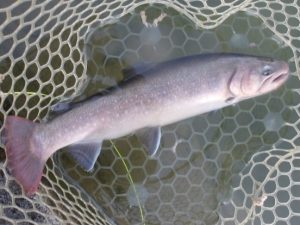 12月29日(月)　三鷹市　Kazu53さん