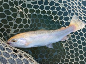 12月28日（日）練馬区　あんちゃんさん