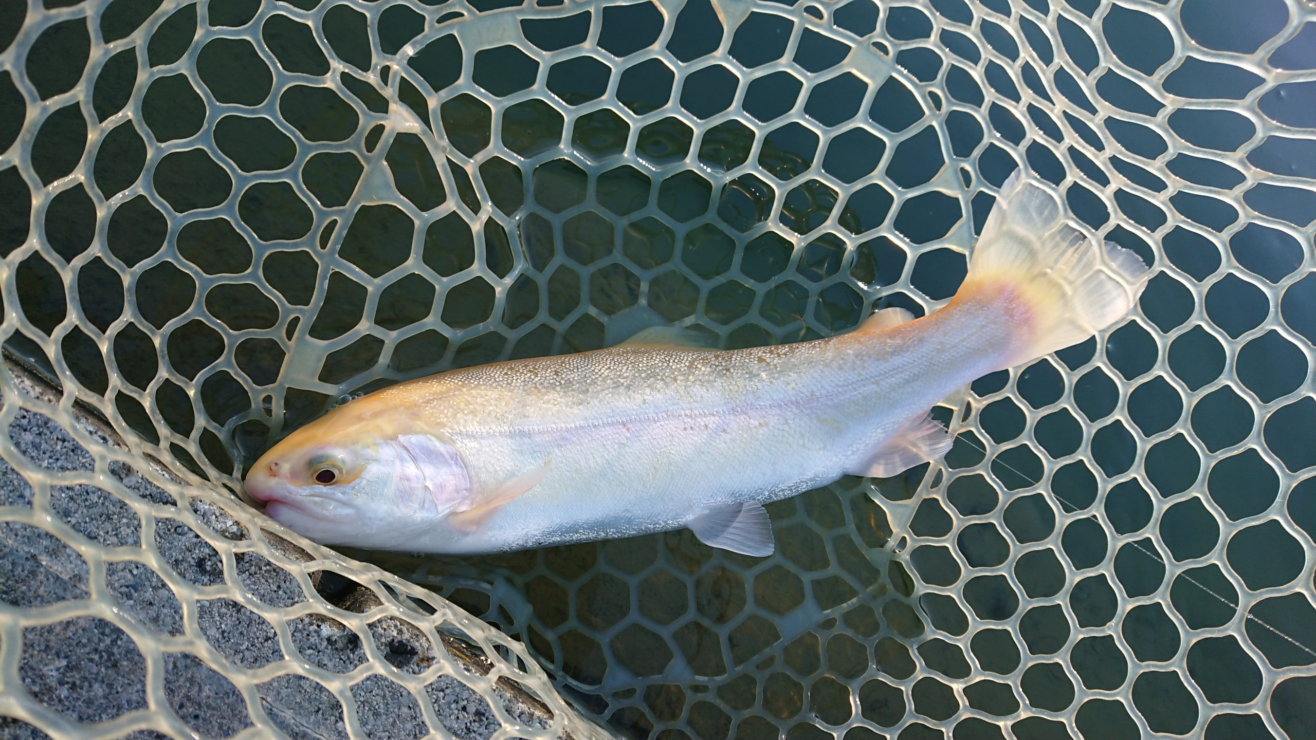 12月28日（日）練馬区　あんちゃんさん