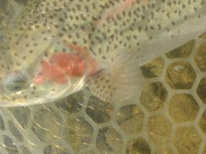 12月2日（火）福生市　ミーナさん