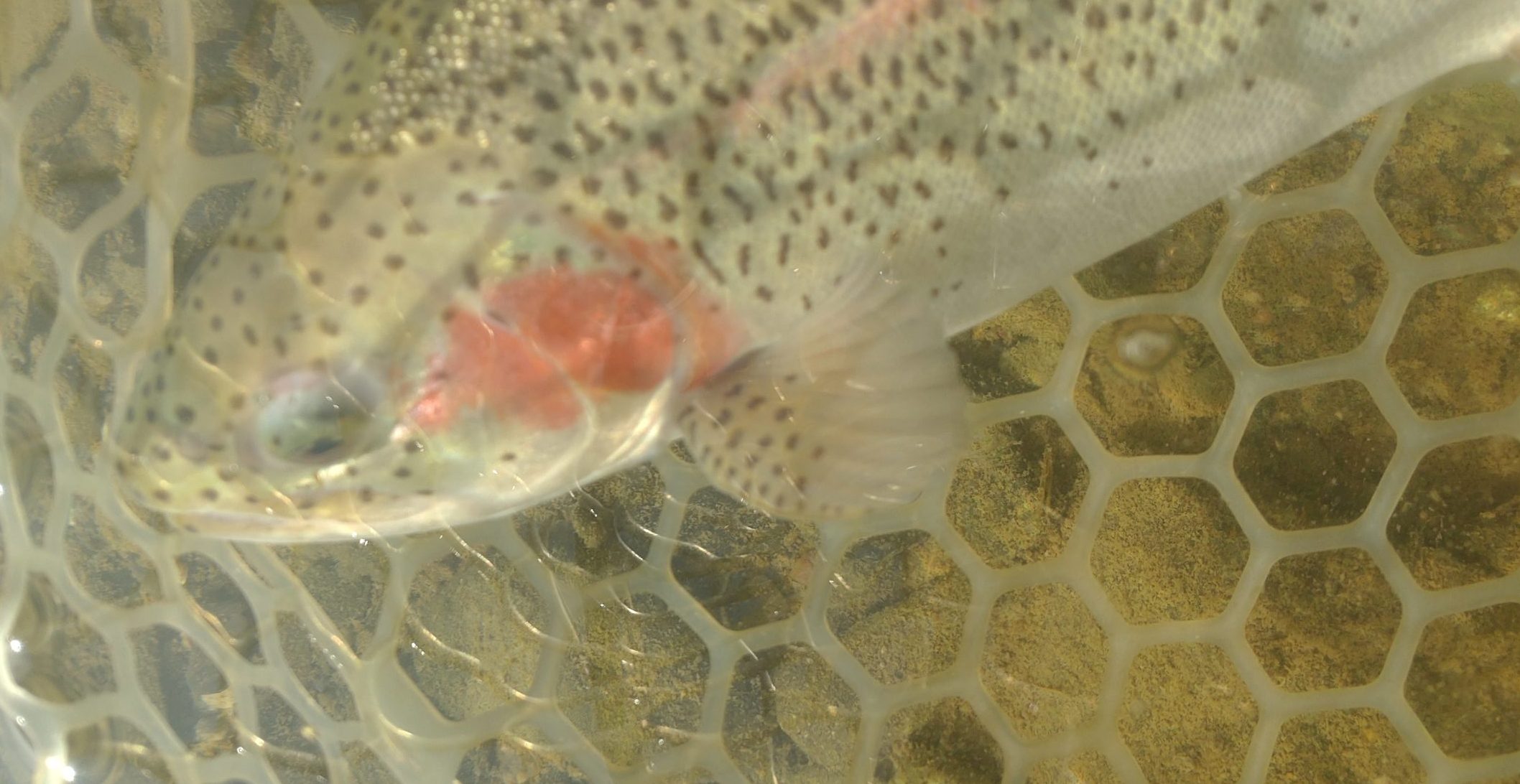 12月2日（火）福生市　ミーナさん