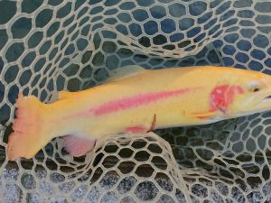 12月20日（土）練馬区　あんちゃん　さん