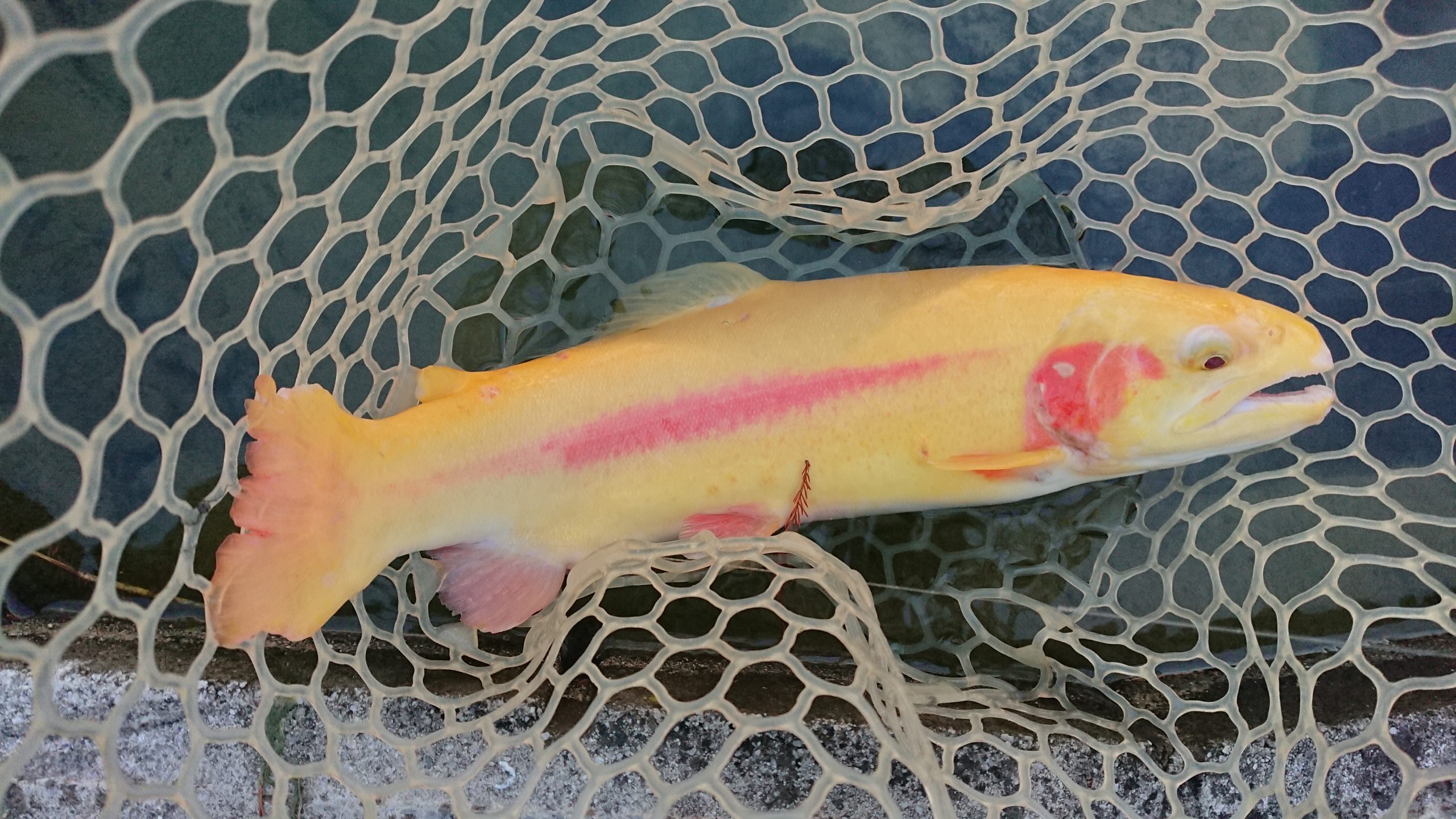 12月20日（土）練馬区　あんちゃん　さん