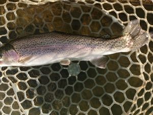 12月31日（水）練馬区　あんちゃんさん