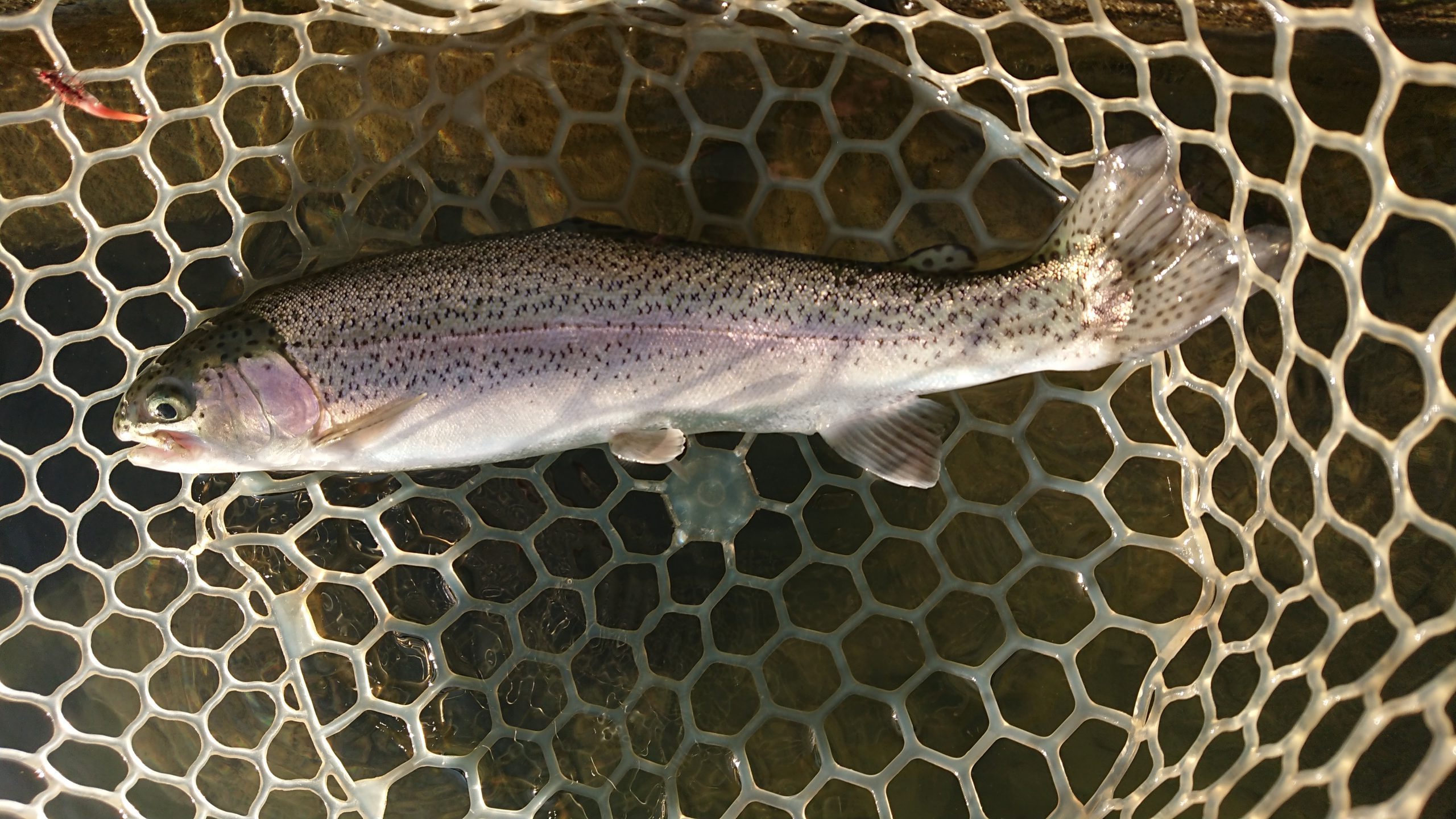 12月31日（水）練馬区　あんちゃんさん